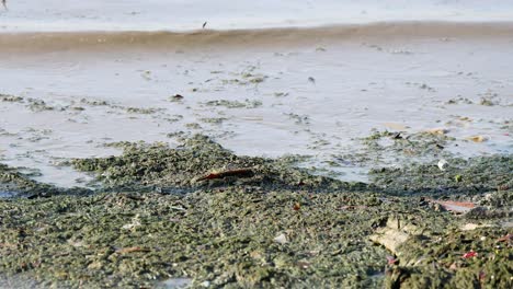 waves washing over seaweed-covered beach in chonburi