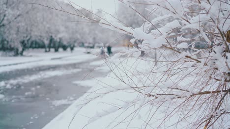 Kleiner-Baum-Mit-Dünnen-Ästen-Gegen-Verschneiten-Park-Mit-Straße