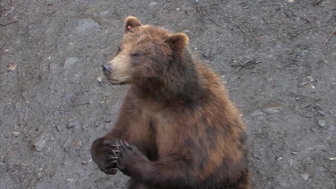 Orso nero che unisce le zampe e ha un aspetto molto tenero.
