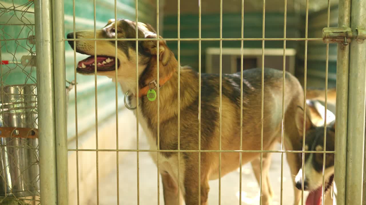 Perros en una jaula en un refugio de animales
