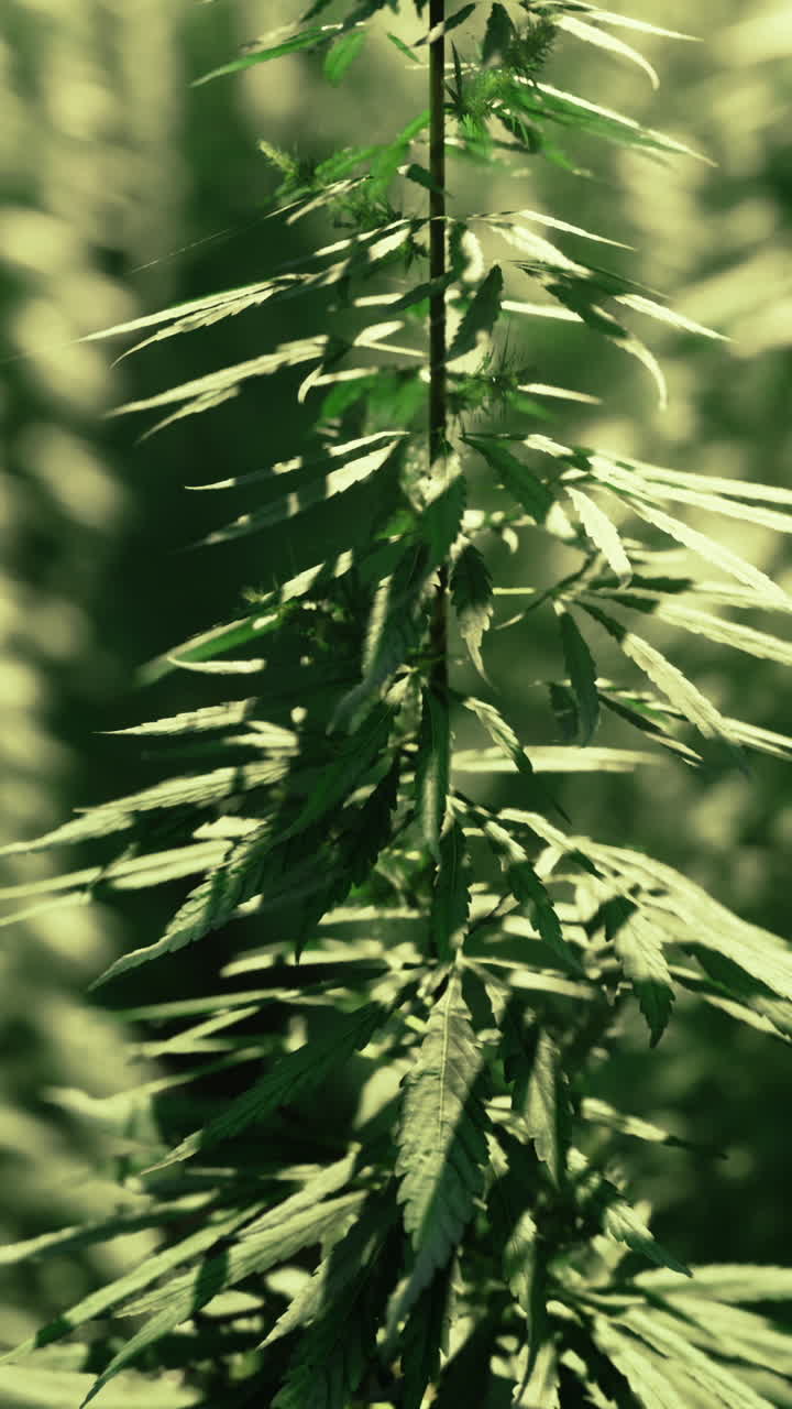 Rigogliosa coltivazione di cannabis verde che prospera sotto il caldo sole nei mesi estivi