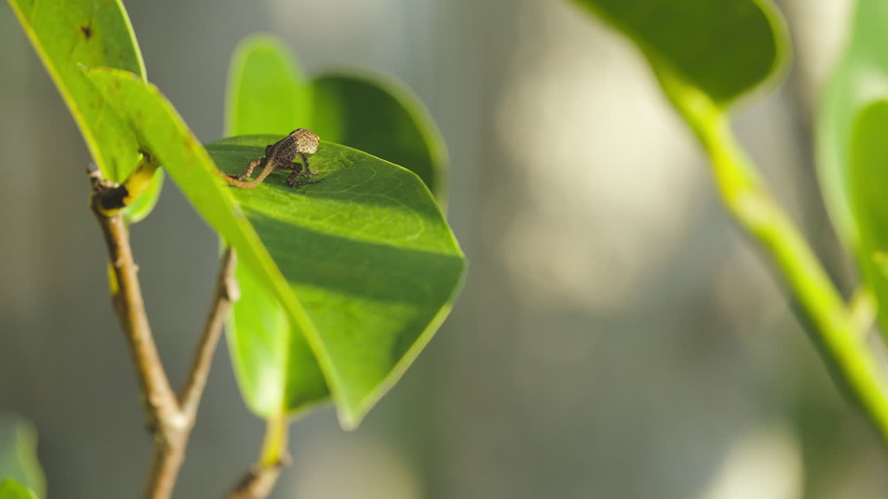 Brown Anole Lizard Feeding on Leaf