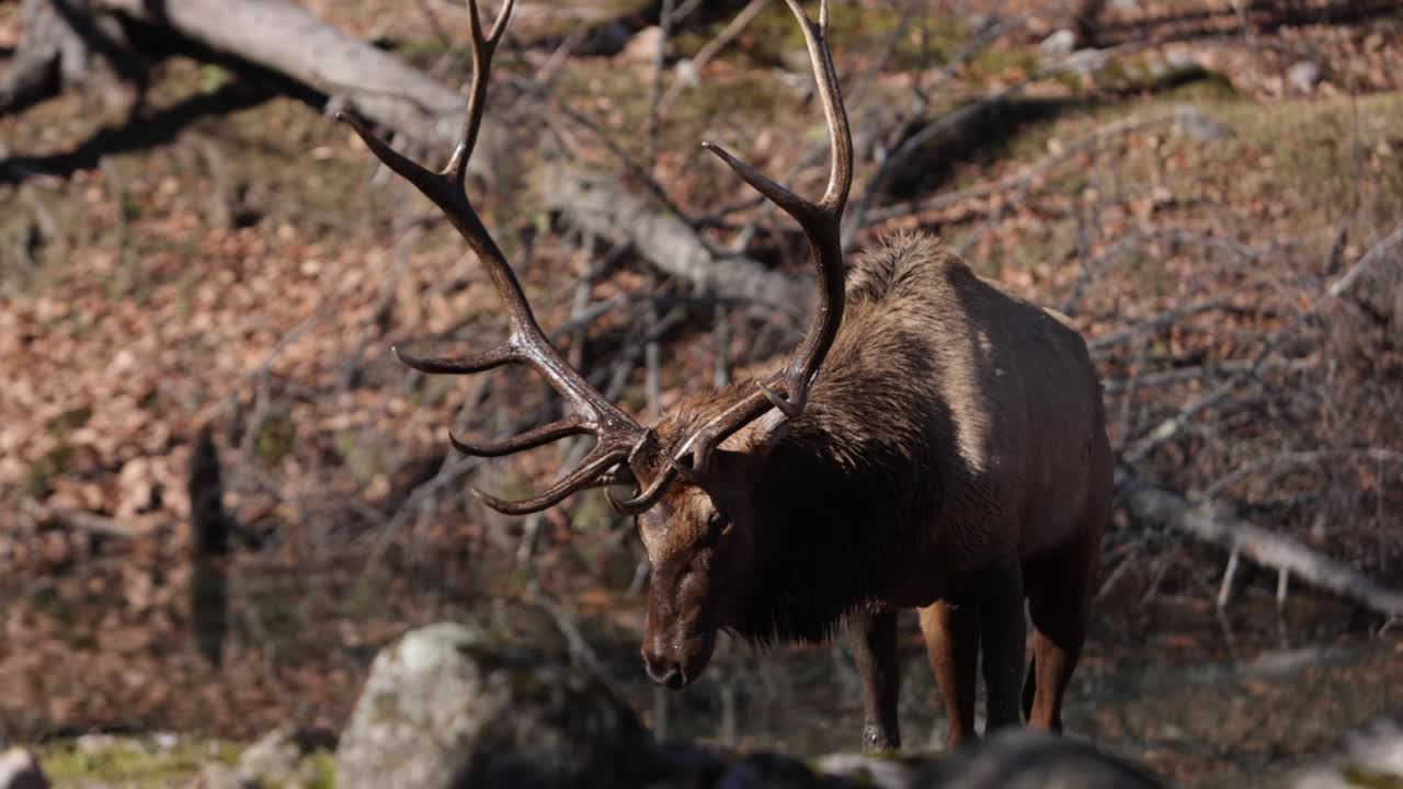 elk bull sacude la cabeza después de sumergirse en agua slomo