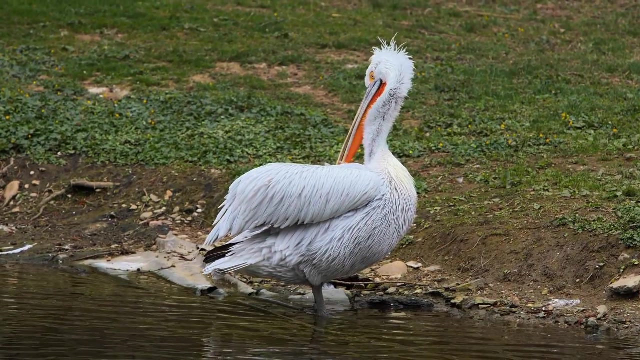 Um retrato elegante e de alta definição de um Pelicano-dálmata capturado em um momento de quietude em um lago tranquilo