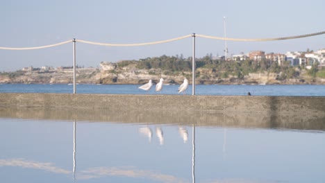 the silver gull birds observing surfers on north bondi beach in australia