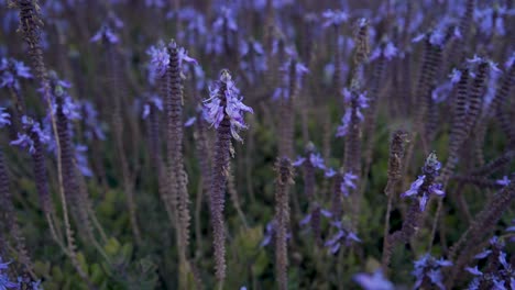 beautiful decorative purple flowers are called coleus canina