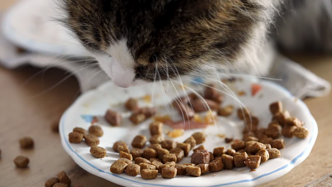 Eine getigerte Hauskatze mit langem Fell frisst drinnen von einem Teller, gefilmt aus größerer Entfernung, wobei Futter auf dem Boden verstreut ist. Natürliche Fütterungsszene im Haus, die alltägliches Haustierverhalten und routinemäßige Pflege zeigt