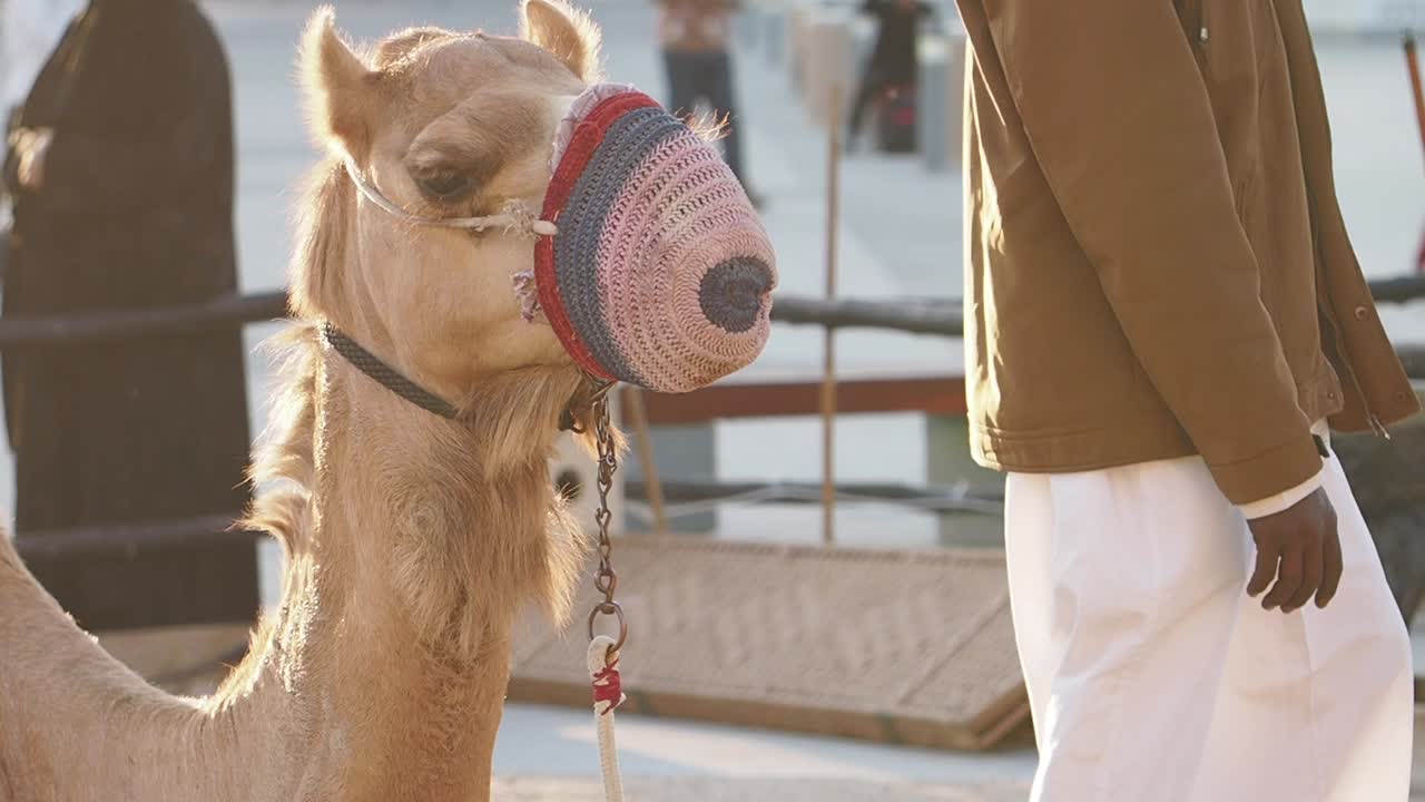 Camel in the Middle East