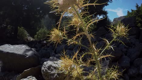 a thistle in paleo pili a historic site on the island of kos in greece