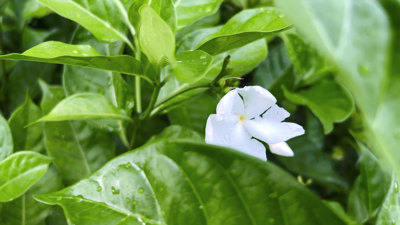 Fiore bianco che sboccia tra foglie verdi lussureggianti dopo la pioggia