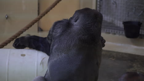 Selbstpflegender-Gorilla-In-Einem-Zoo