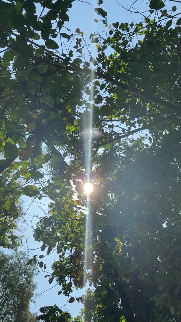 A luz solar filtrando as folhas verdes das árvores
