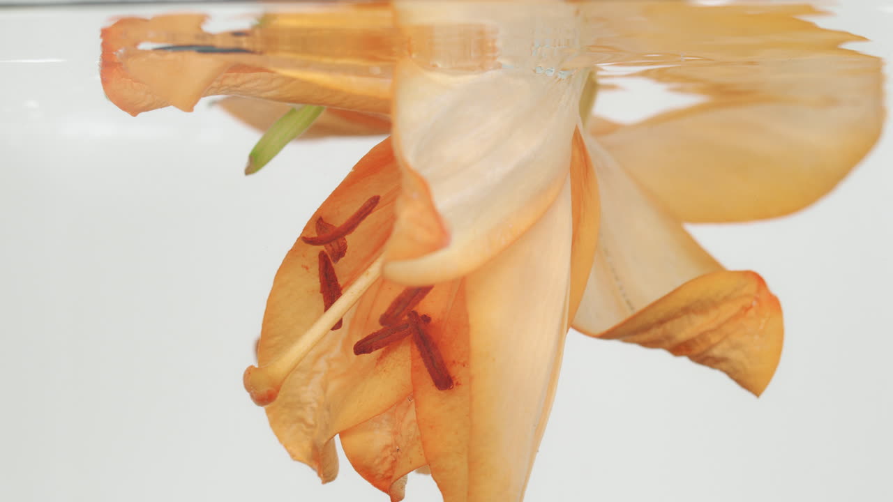 Fiore sommerso in acqua pura, isolato su sfondo bianco