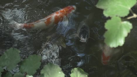 japanese coy fish in a pond in kyoto japan