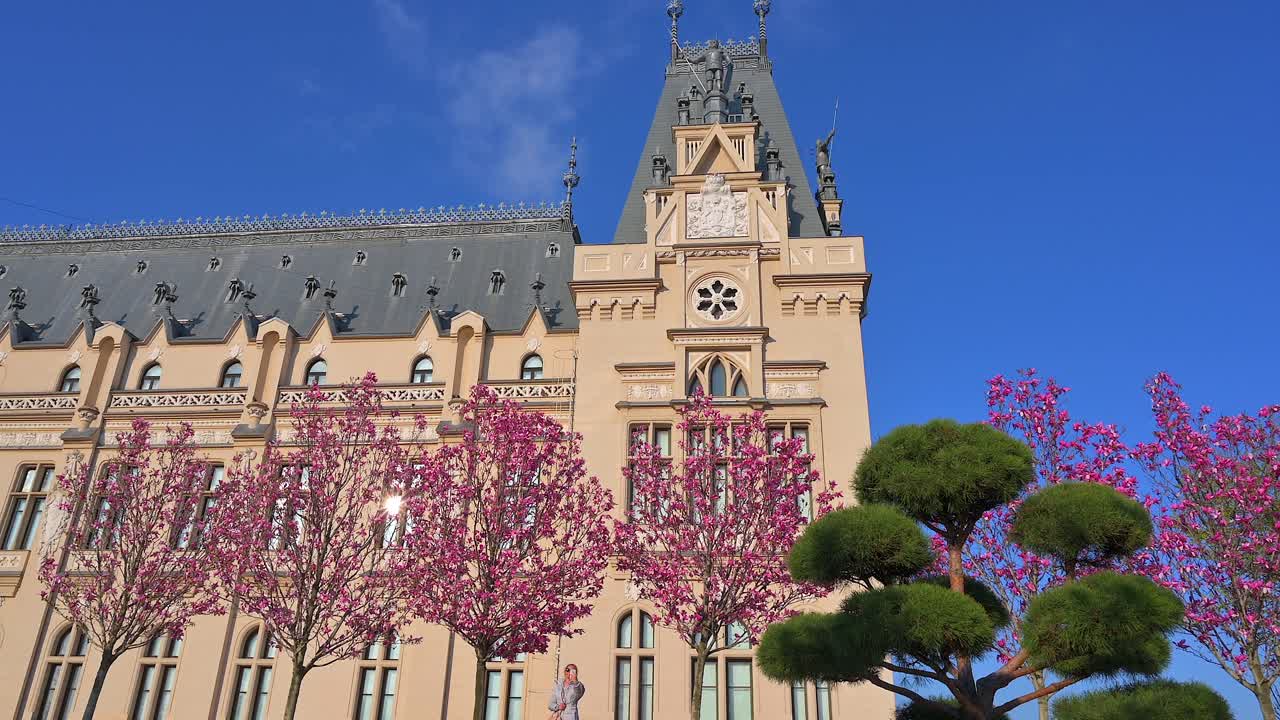 Iasi, Romania - April 25, 2021: Pink magnolia trees in front of the Palace of Culture