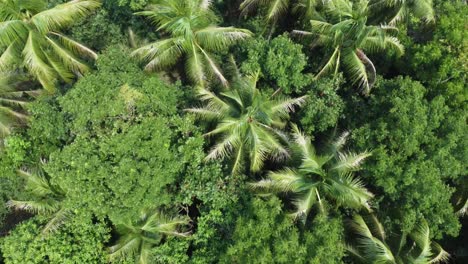 immagine aerea di una foresta verde profonda