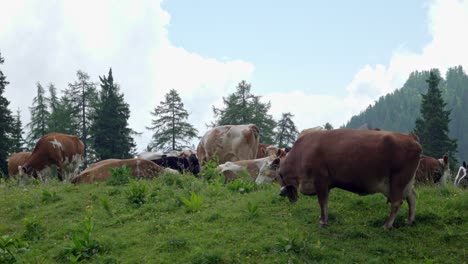 a herd of cows, some cows are grazing others relax whilst lying on the ground