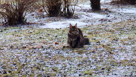 Maine-Coon-Katze-Genießt-Kaltes-Wetter-Im-Frühen-Frühling,-Zeitlupe