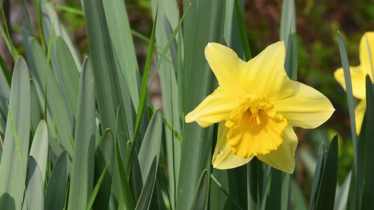 Narcisos em um jardim. Narcisos amarelos florescem no jardim ou parque. Conceito de chegada da primavera com sol e dias quentes. Flores de Páscoa de abril balançam ao vento.