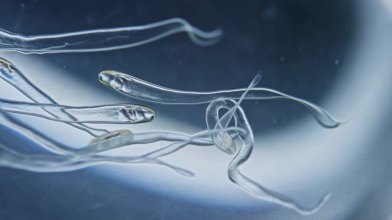 Several transparent organisms glide in different directions, bending and overlapping as delicate trailing filaments shift across a softly illuminated blue background.