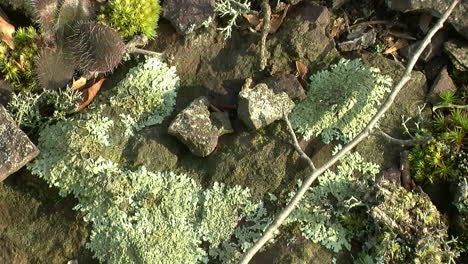 líquenes foliáceos y musgo crecen en medio de pedregal