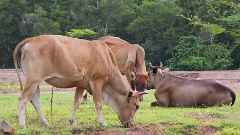 vacas pastando en un campo