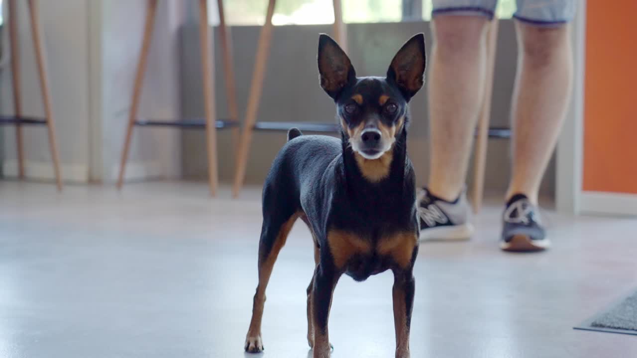 Small black dog standing indoors with legs of a person in the background