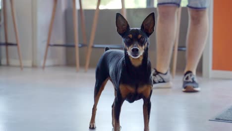 small black dog standing indoors with legs of a person in the background