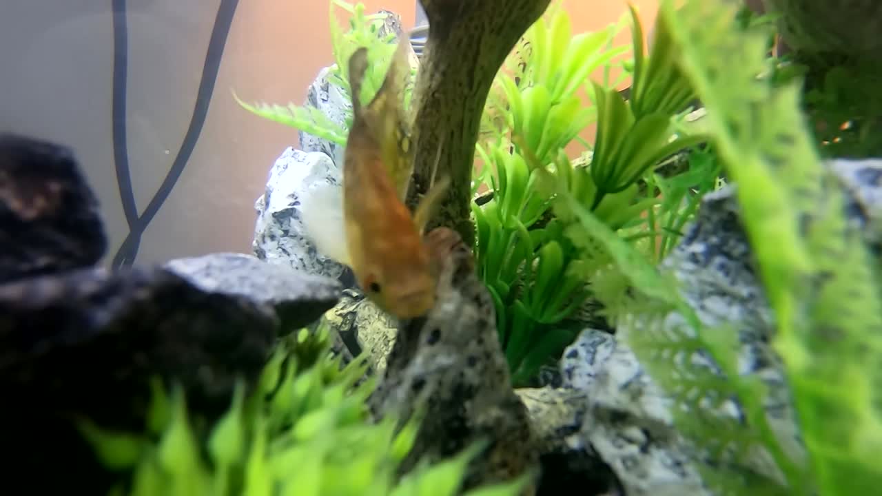 un pez dentro de un pequeño tanque de peces doméstico
