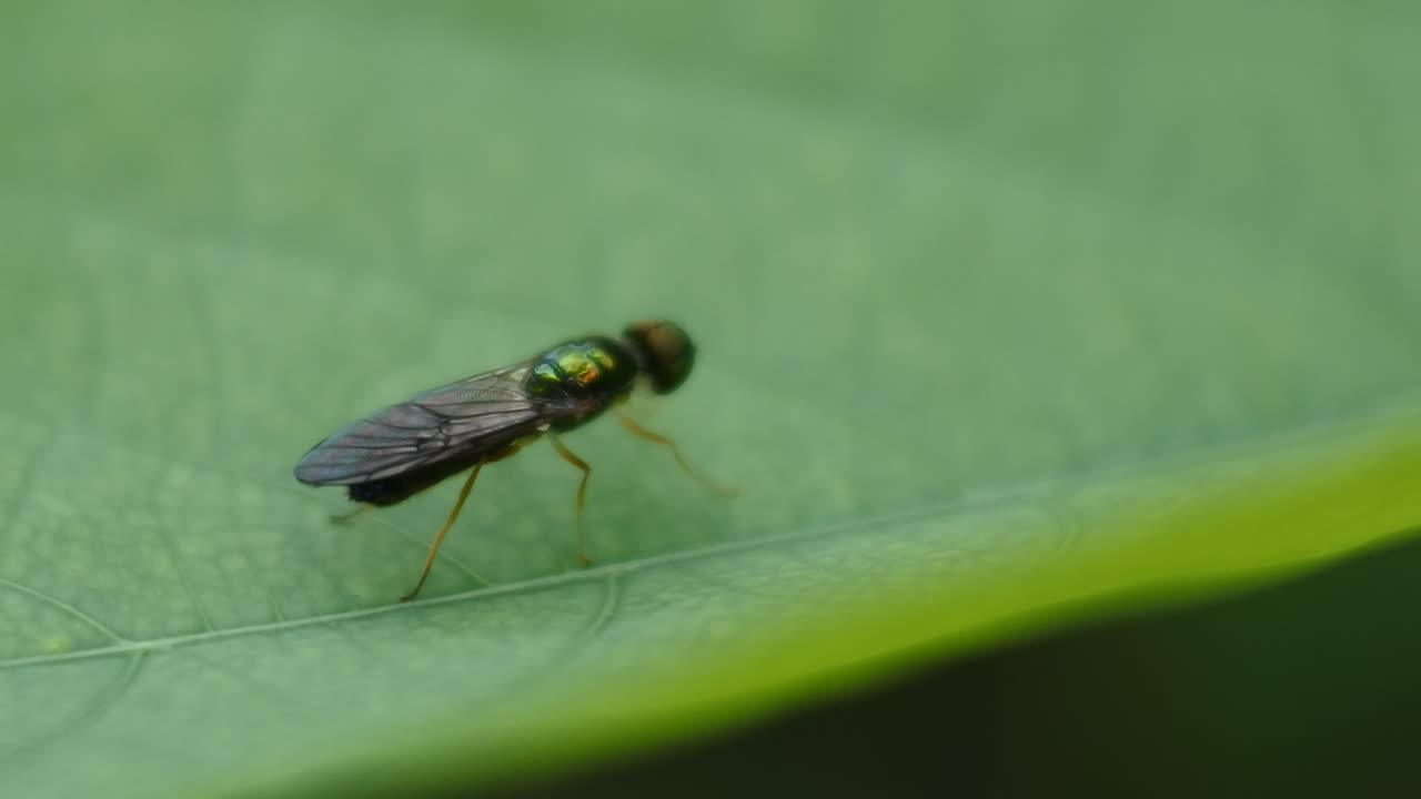 escarabajo posado sobre hojas verdes. imágenes de escarabajo negro