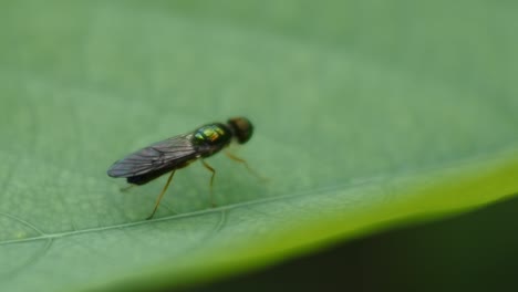 beetle perched on green leaves. black beetle footage