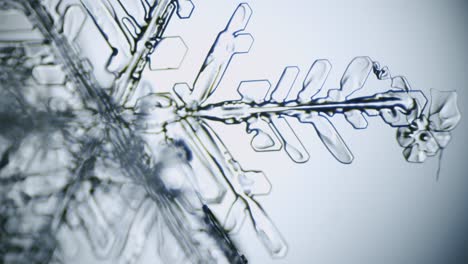 snowflake ice crystal stellar dendrite under microscope