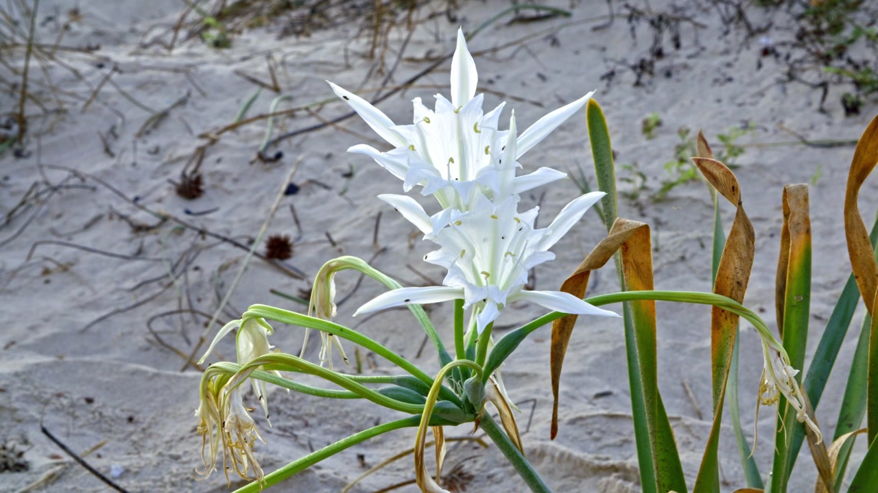 Pancratium maritimum, or sea daffodil, is a species of bulbous plant native to both sides of the Mediterranean region