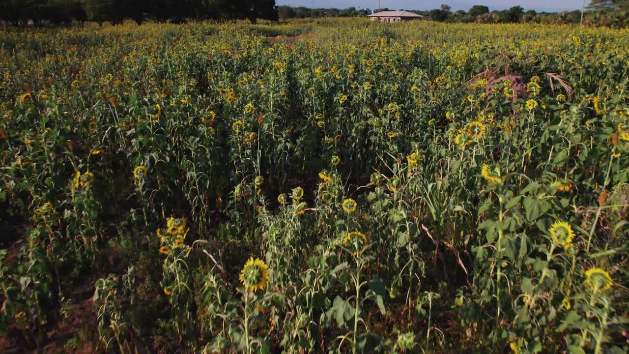 granja de girasol durante la puesta de sol con hojas verdes exuberantes en una granja en áfrica