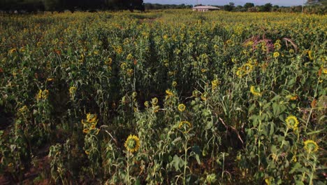 Sonnenblumenfarm-Bei-Sonnenuntergang-Mit-üppigen-Grünen-Blättern-Auf-Einem-Bauernhof-In-Afrika