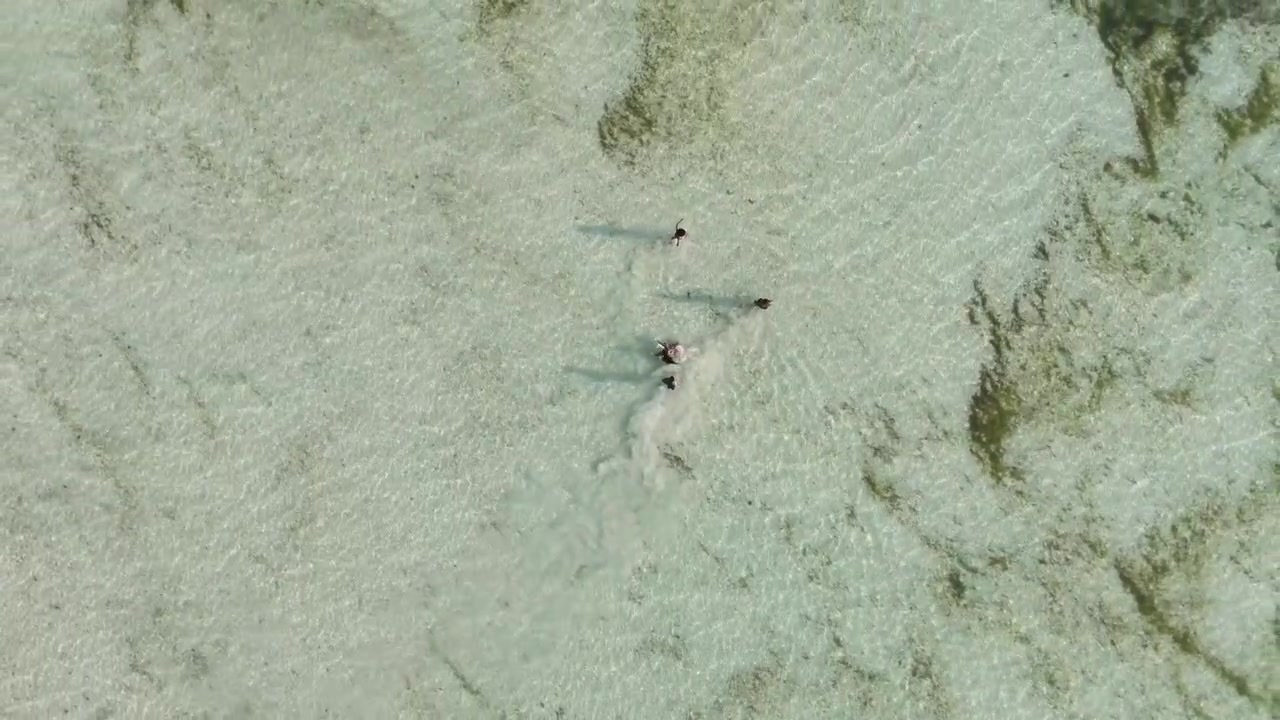 Vista aerea di tre persone che camminano attraverso acqua bassa e limpida con sabbia visibile