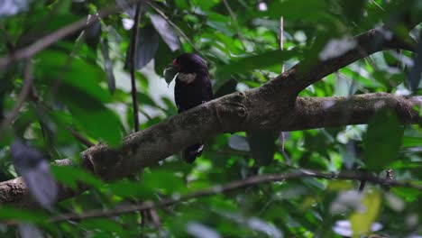 Moving-its-head-around-to-see-and-know-what's-coming,-Dusky-Broadbill-Corydon-sumatranus,-Thailand