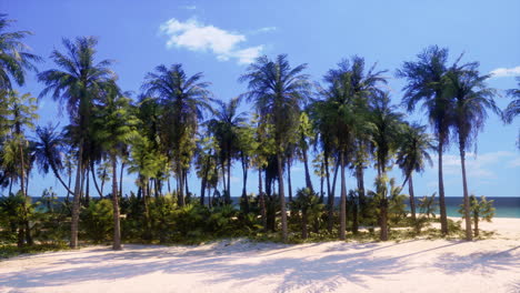 tropical beach with palm trees