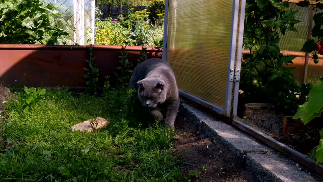 고양이가 카메라로 와서 바닥에 누워 있습니다.