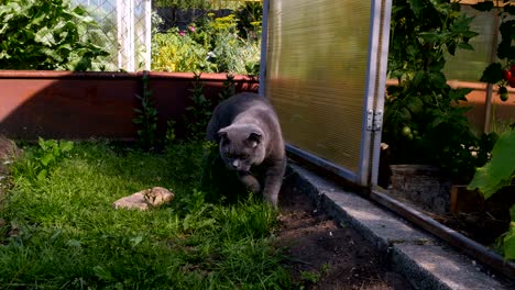 cat comes to the camera and lies down on the ground