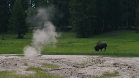 large bison grazing on lush green grass in yellowstone national park behind a steaming natural hot spring