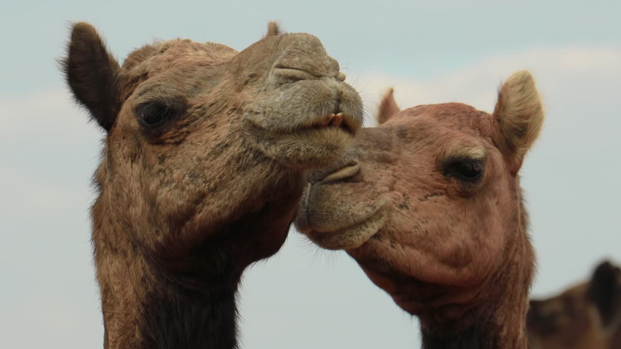 camellos en la feria de pushkar, también llamada feria de camellos de pushkar o localmente como kartik mela es una feria anual de varios días de ganado y cultural que se celebra en la ciudad de pushkar, rajasthan, india.
