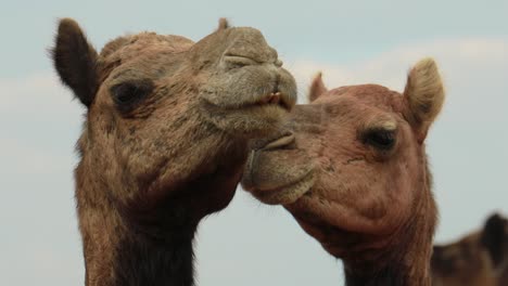 Camellos-En-La-Feria-De-Pushkar,-También-Llamada-Feria-De-Camellos-De-Pushkar-O-Localmente-Como-Kartik-Mela,-Es-Una-Feria-Ganadera-Y-Cultural-Anual-De-Varios-Días-Que-Se-Celebra-En-La-Ciudad-De-Pushkar,-Rajasthan,-India.