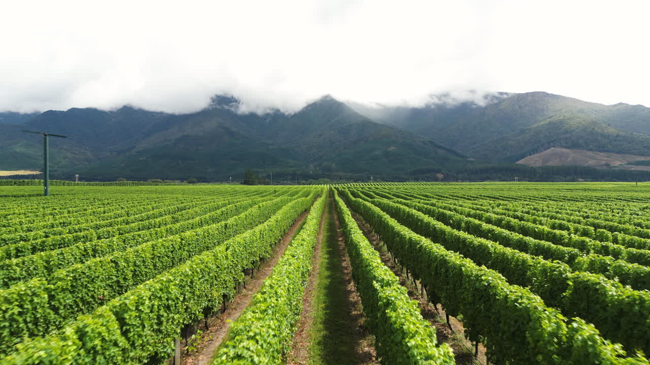 Vista aerea dei vigneti della Nuova Zelanda: un drone sorvola per controllare e verificare la produzione di uva da vino durante la stagione della vendemmia.