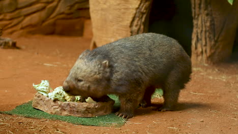 the common wombat , also known as the coarse-haired wombat or bare-nosed wombat, is a marsupial, one of three extant species of wombats and the only one in the genus vombatus