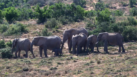 african elephant matriarch, with a tiny calf, encourage another to start walking