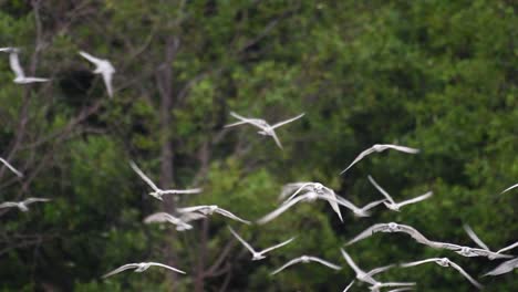 terns are seabirds that can be found all throughout the world at sea, rivers, and other wider bodies of water