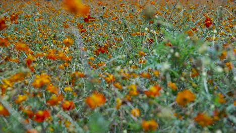 dense flower field with many orange flowers - locked off frame filling close up shot