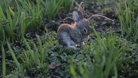 cute baby bunny grooming in the grass