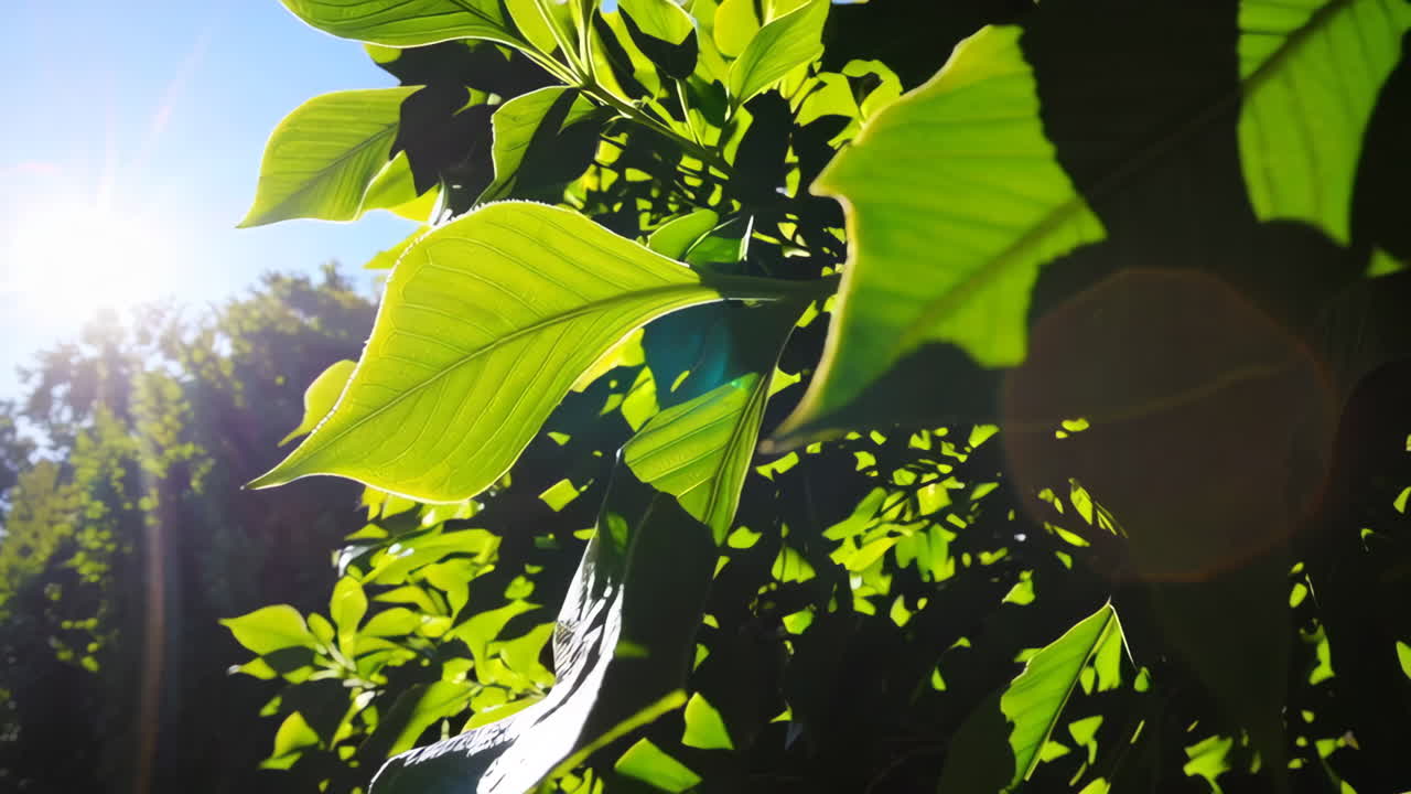 hojas verdes a la luz del sol